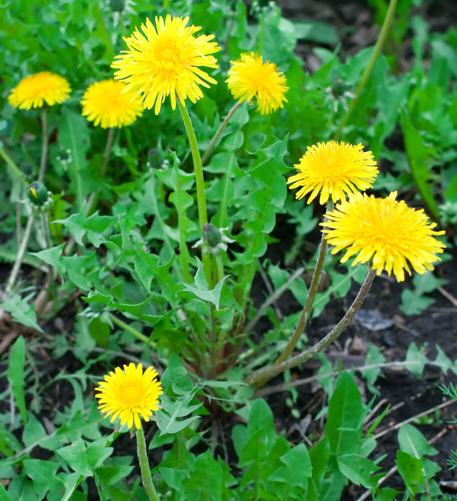 موسم الهندباء (Dandelion) : ما هي أهم الفوائد؟ قد بدأ في مونتريال